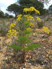 Prangos trifida