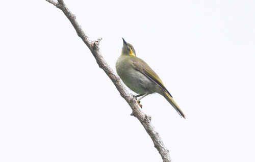 Foulehaio carunculatus observed 2025-10-10