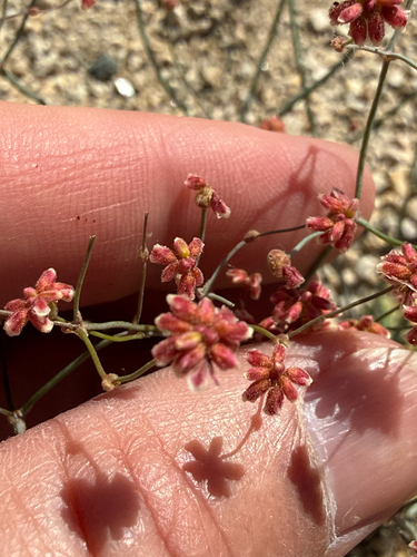 yellow turbans (Eriogonum pusillum)
