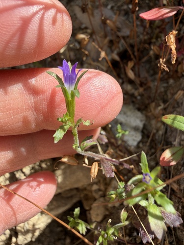 common bluecup (Githopsis specularioides)