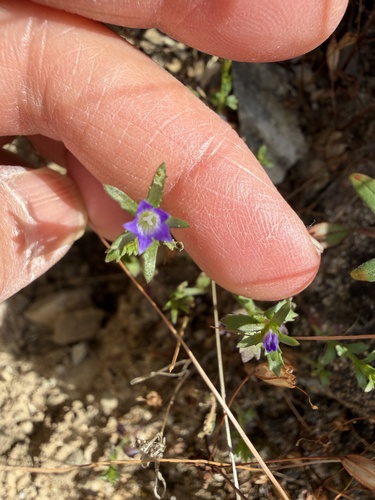 Githopsis specularioides, photograph 5