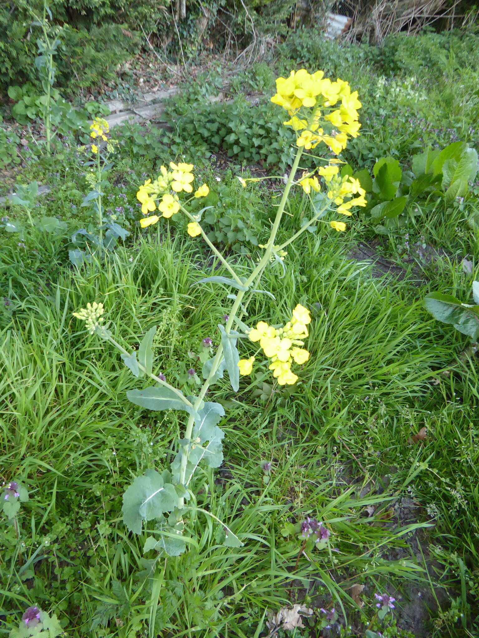 Rapeseed (Brassica napus)