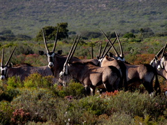Oryx gazella