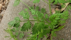 Torilis nodosa