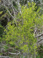Rhamnus oleoides