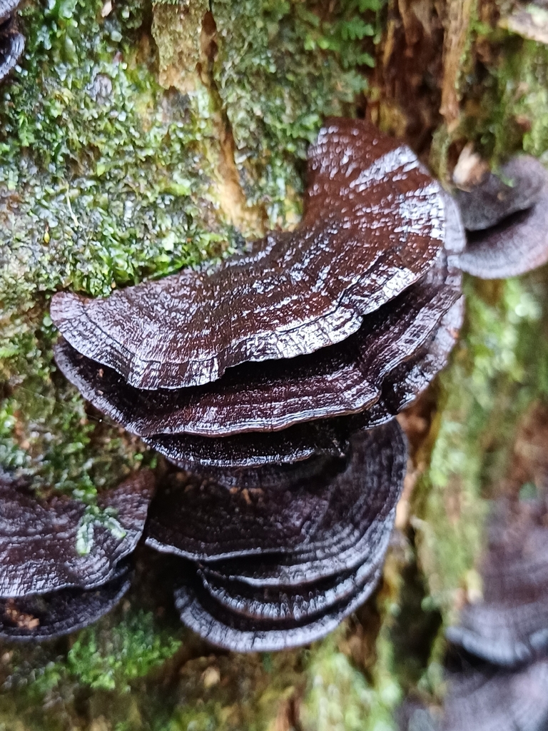 Hymenochaete microcycla · April 2026 · photo: © steviakiwi23 (iNaturalist, cc0)