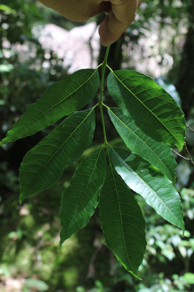 Protium glaziovii