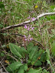 Salvia sclareoides