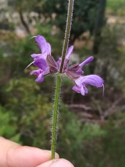 Salvia sclareoides