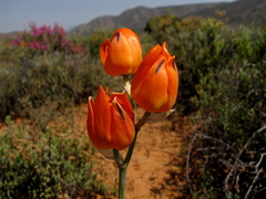 Ornithogalum maculatum