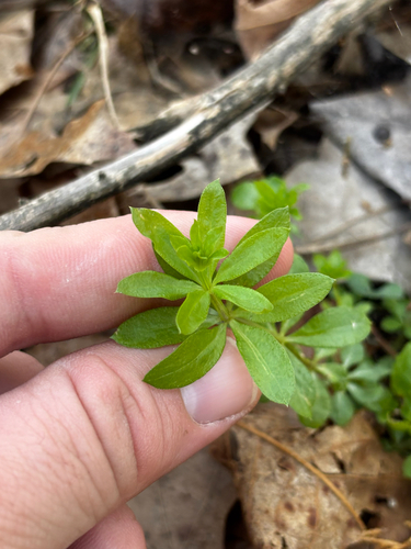 fragrant bedstraw (Galium triflorum)