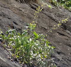 Eulophia epidendraea
