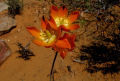 Ornithogalum maculatum