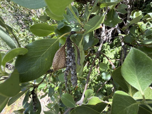 Frémont's silktassel (Garrya fremontii)