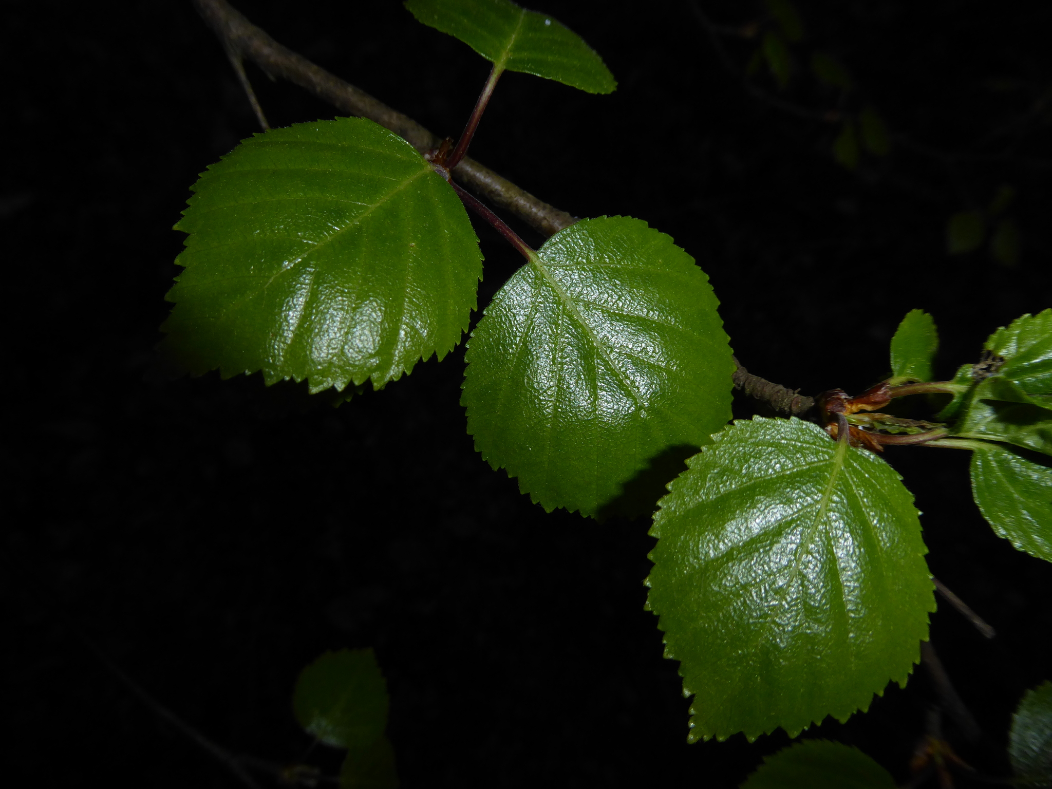 Downy Birch (Betula pubescens)