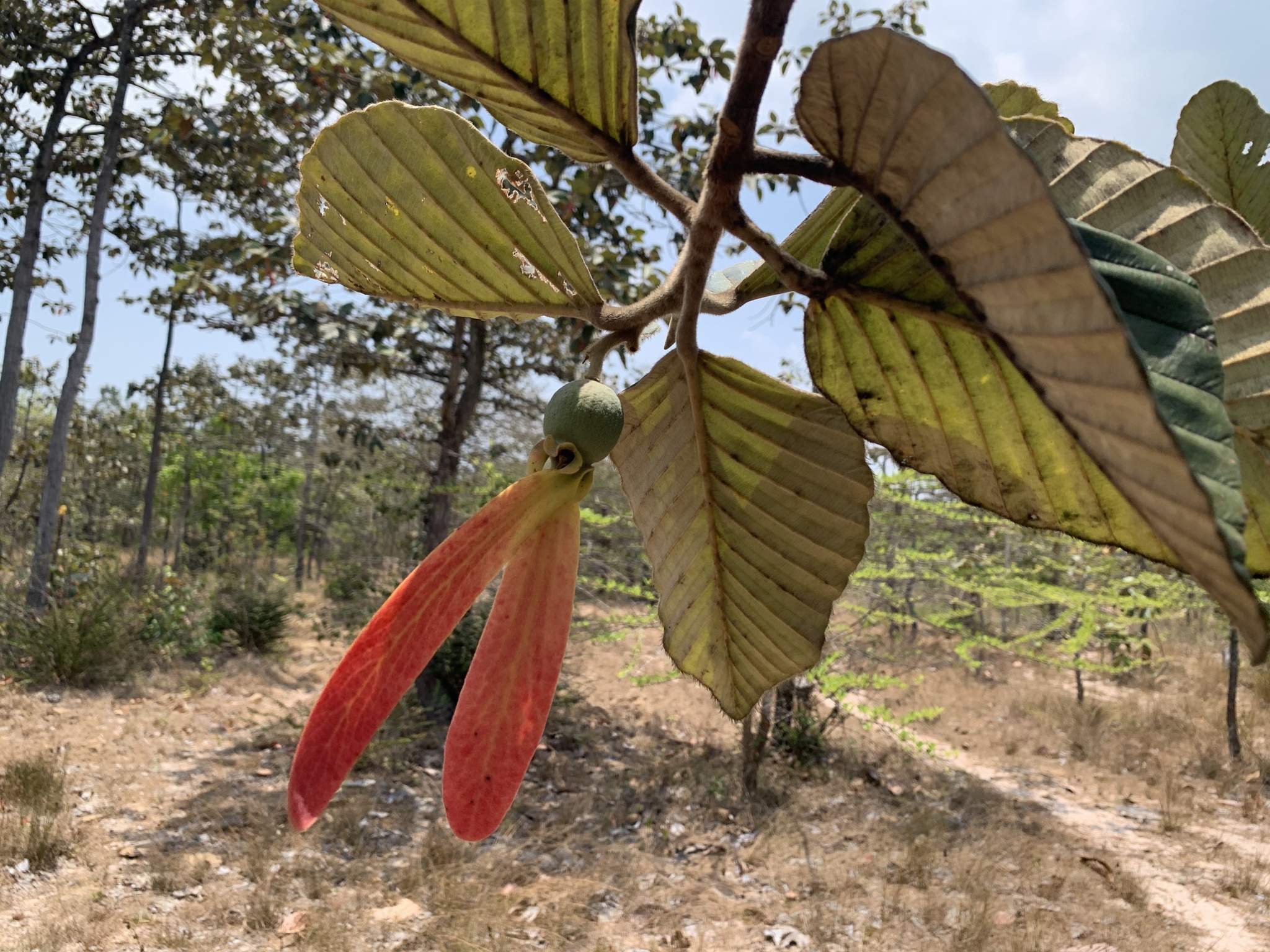 Dau tra beng (Dipterocarpus obtusifolius)