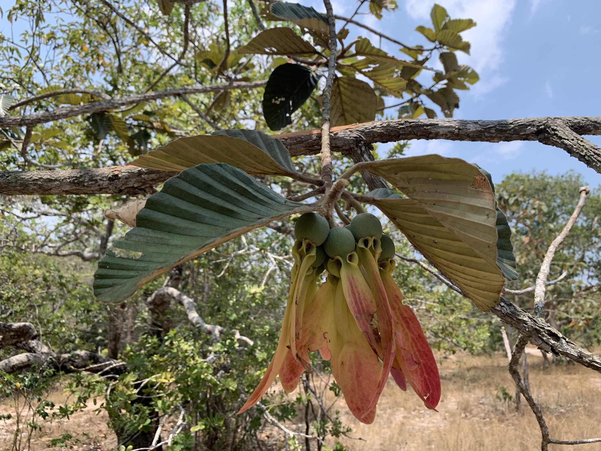 Dau tra beng — ảnh 2