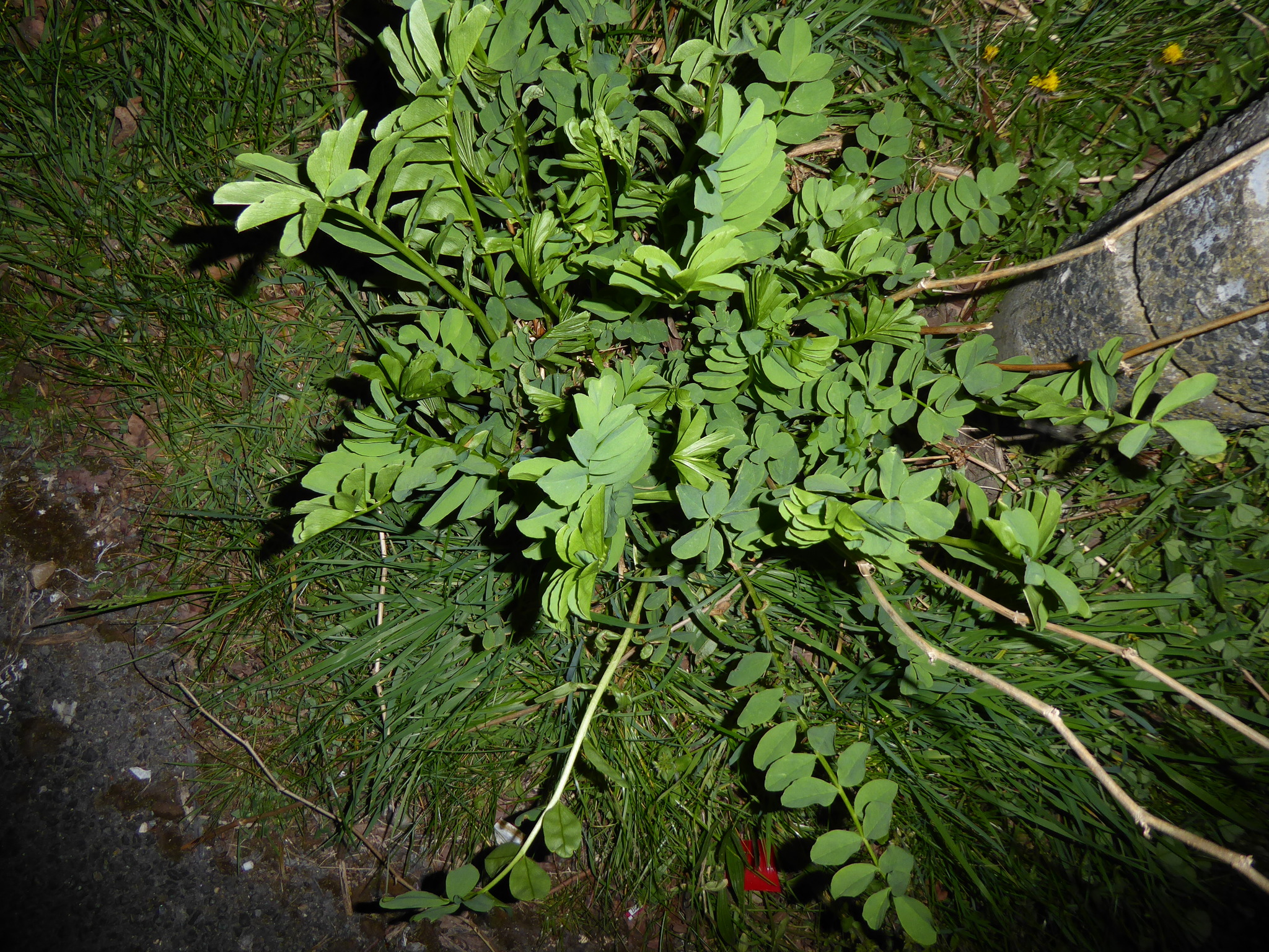 Professor-Weed (Galega officinalis)