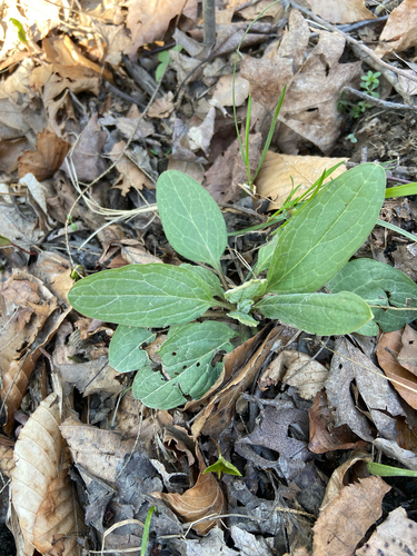 virginia stickseed (Hackelia virginiana)