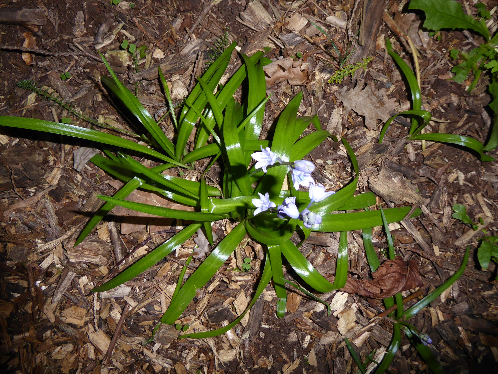 Hybrid Bluebell (Hyacinthoides ×)