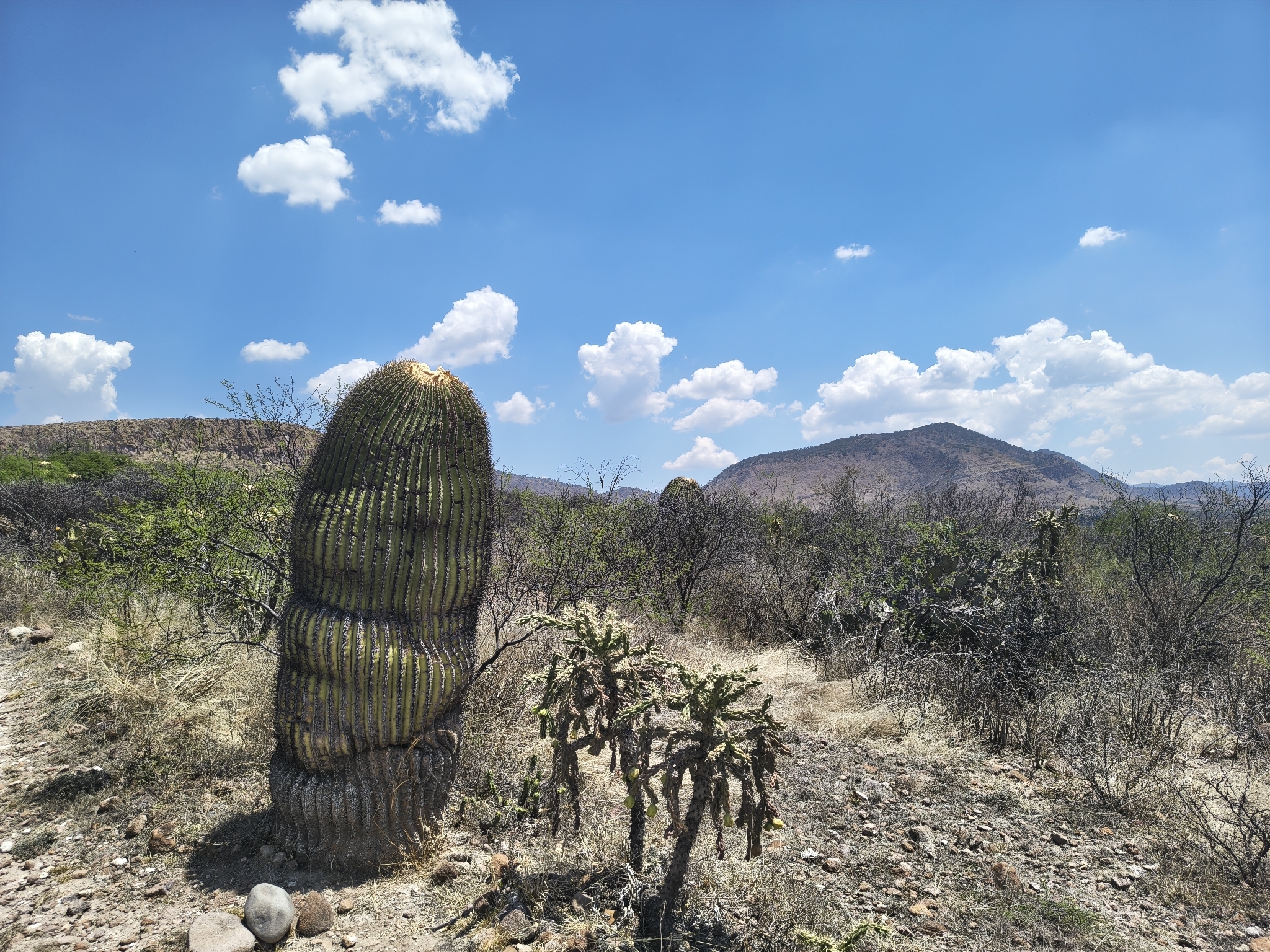 Candy Barrel Cactus (Echinocactus platyacanthus)