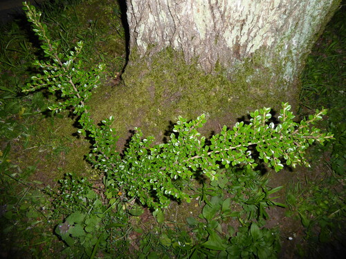 Wall cotoneaster (Cotoneaster horizontalis)