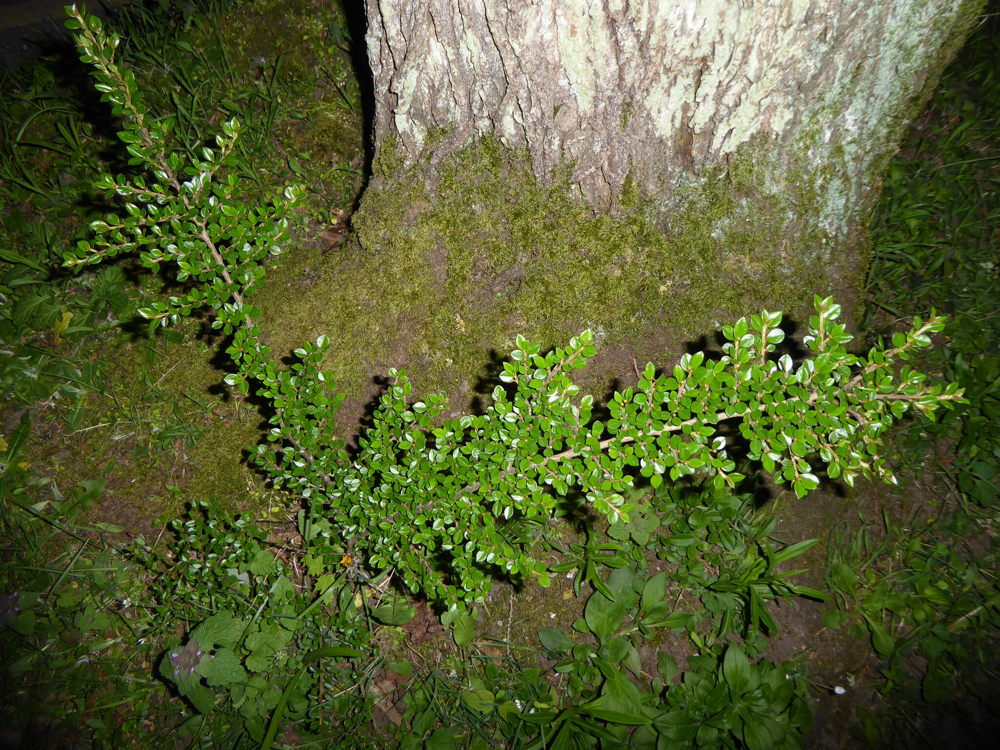 Wall Cotoneaster (Cotoneaster horizontalis)