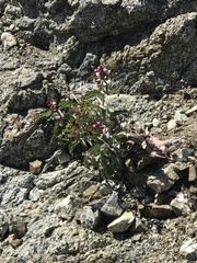 Penstemon clevelandii