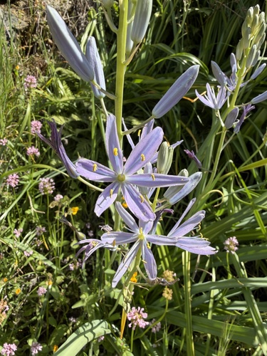 Large Camas (Camassia leichtlinii)