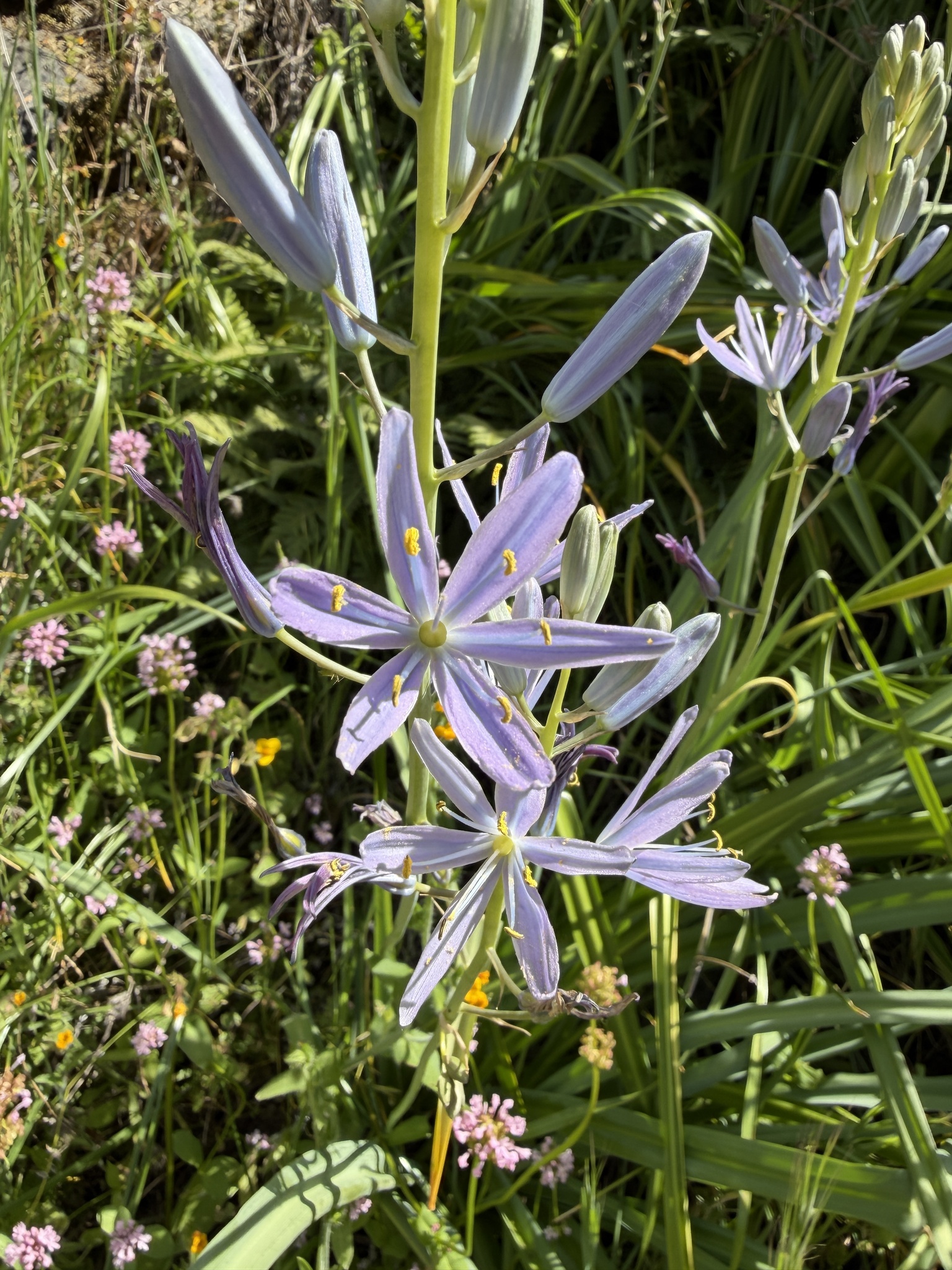 Large Camas (Camassia leichtlinii)