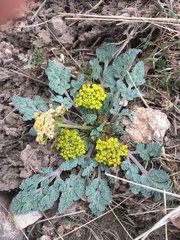 Cymopterus longipes