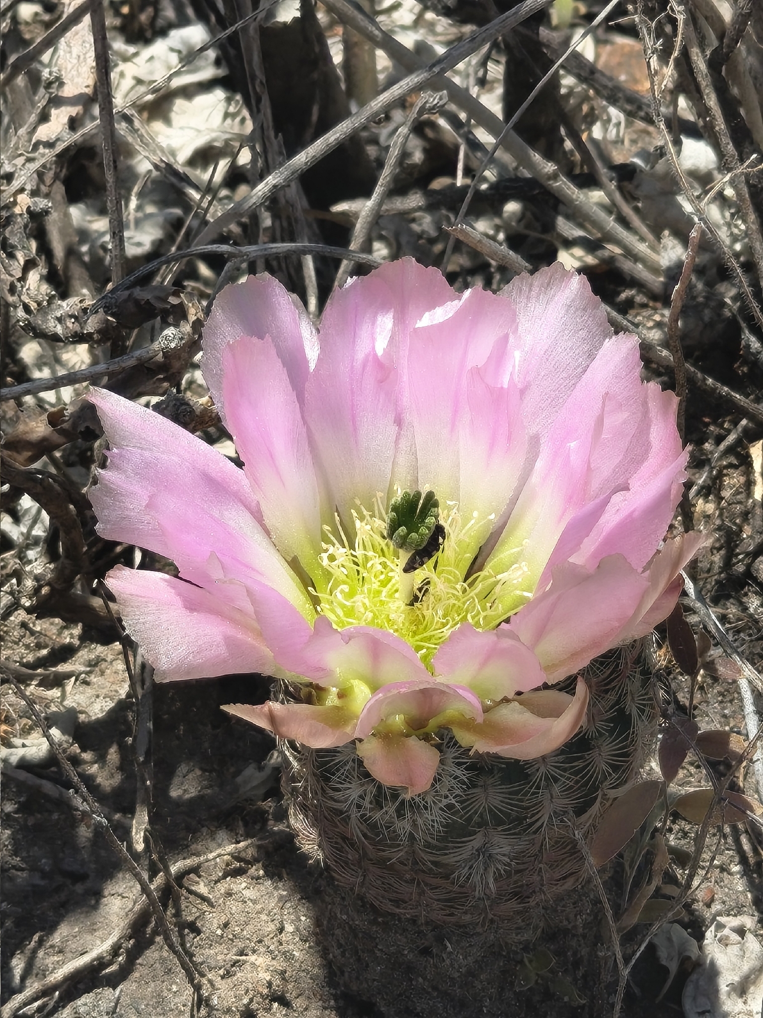 Rainbow Cactus (Echinocereus pectinatus)