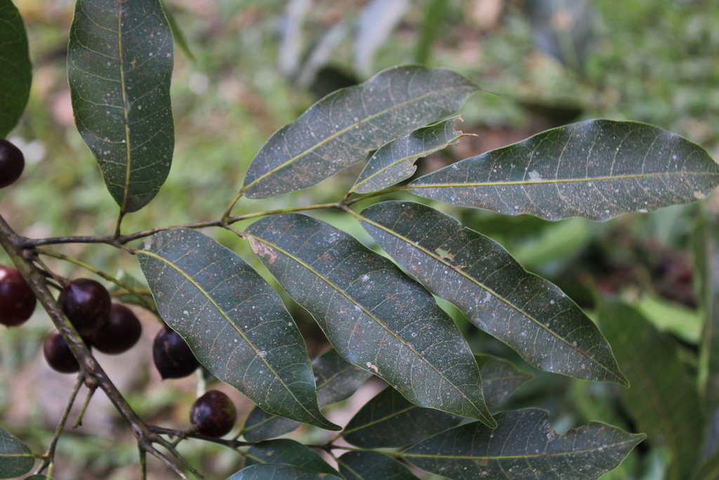 Protium widgrenii