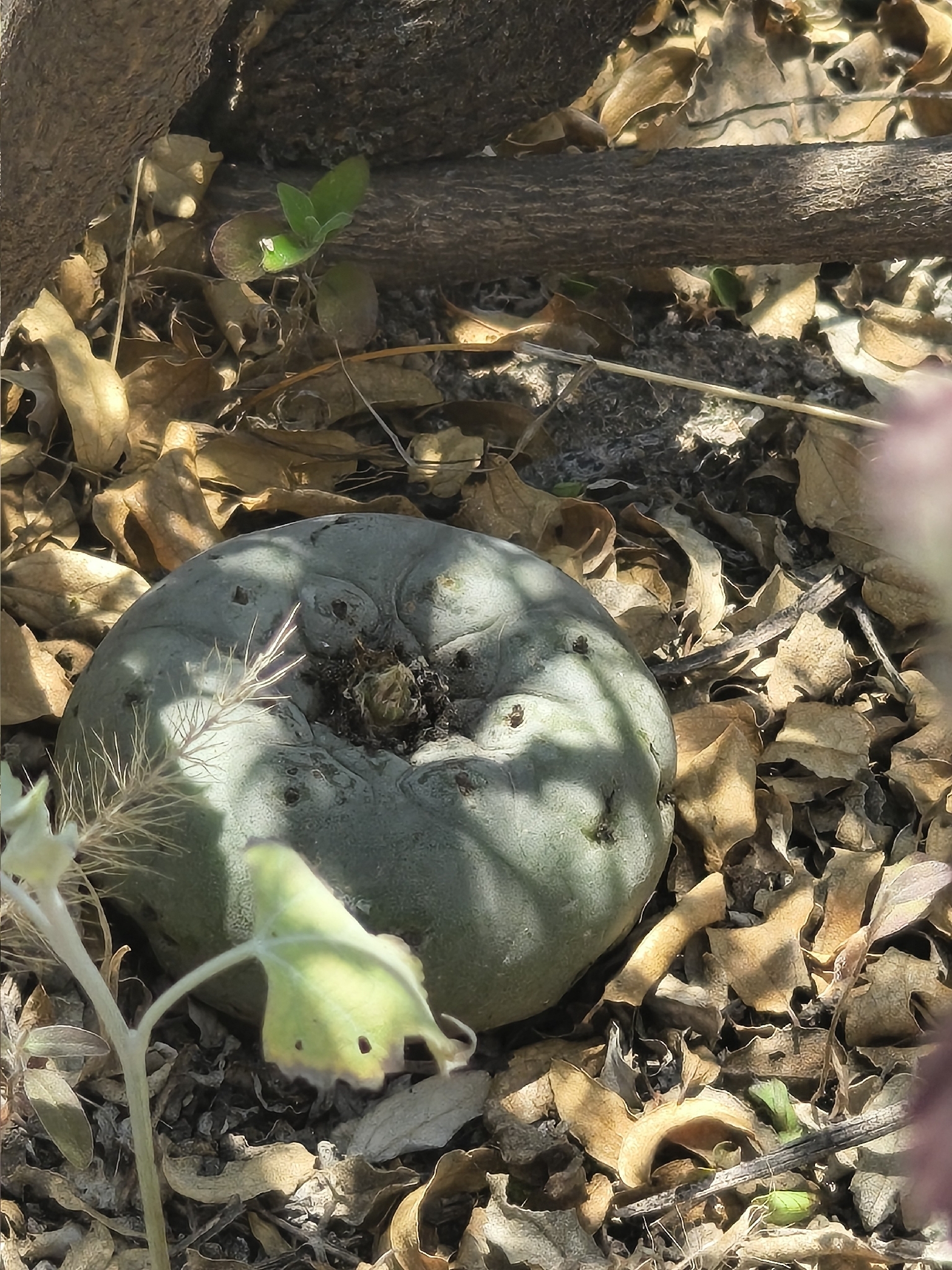 Peyote (Lophophora williamsii)