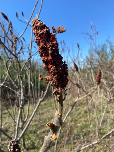 staghorn sumac (Rhus typhina)