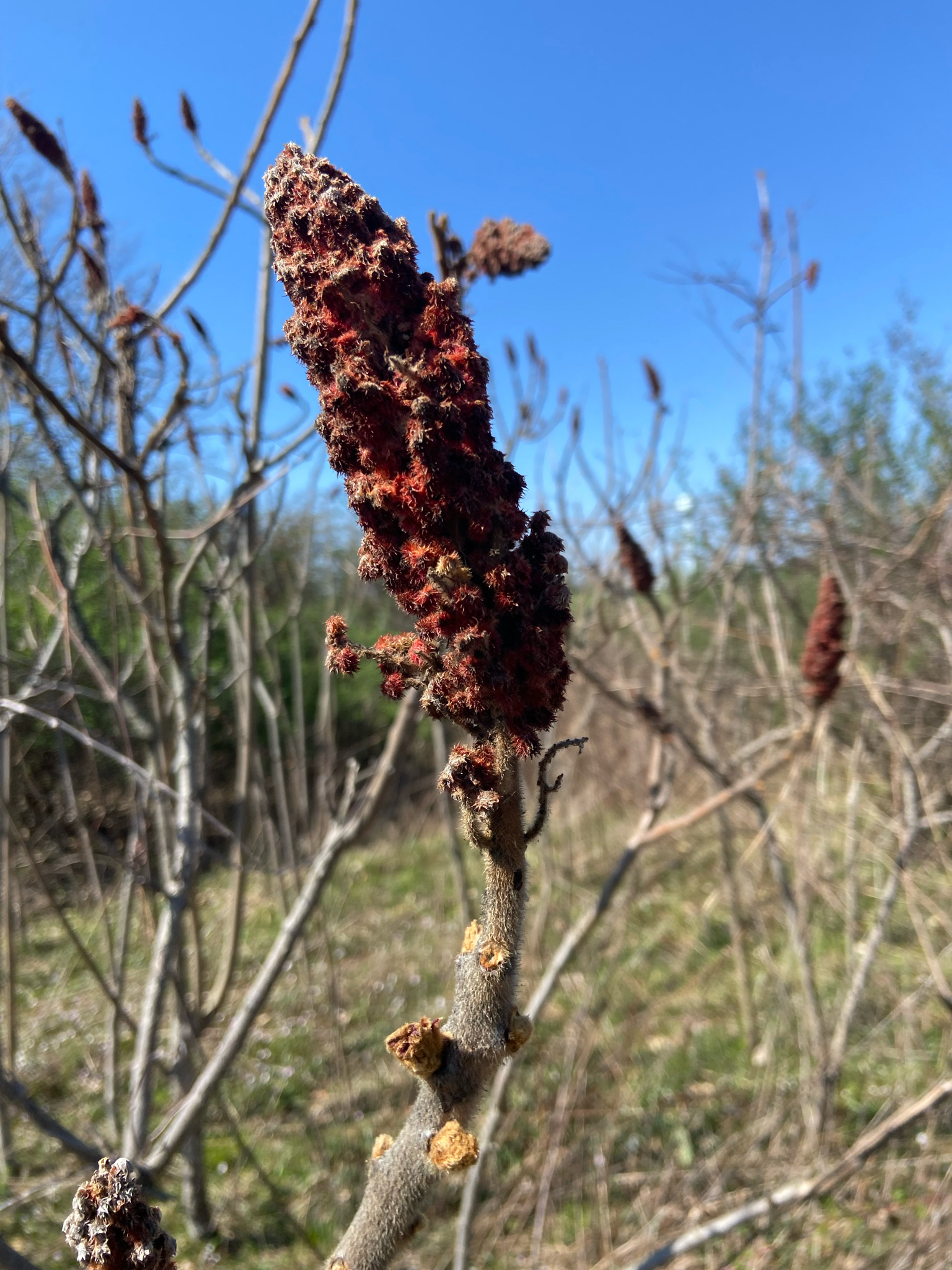 Staghorn Sumac (Rhus typhina)