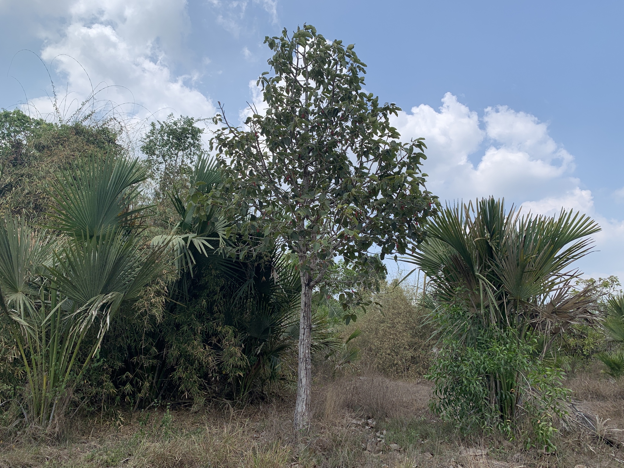 Dau Long (Dipterocarpus intricatus)