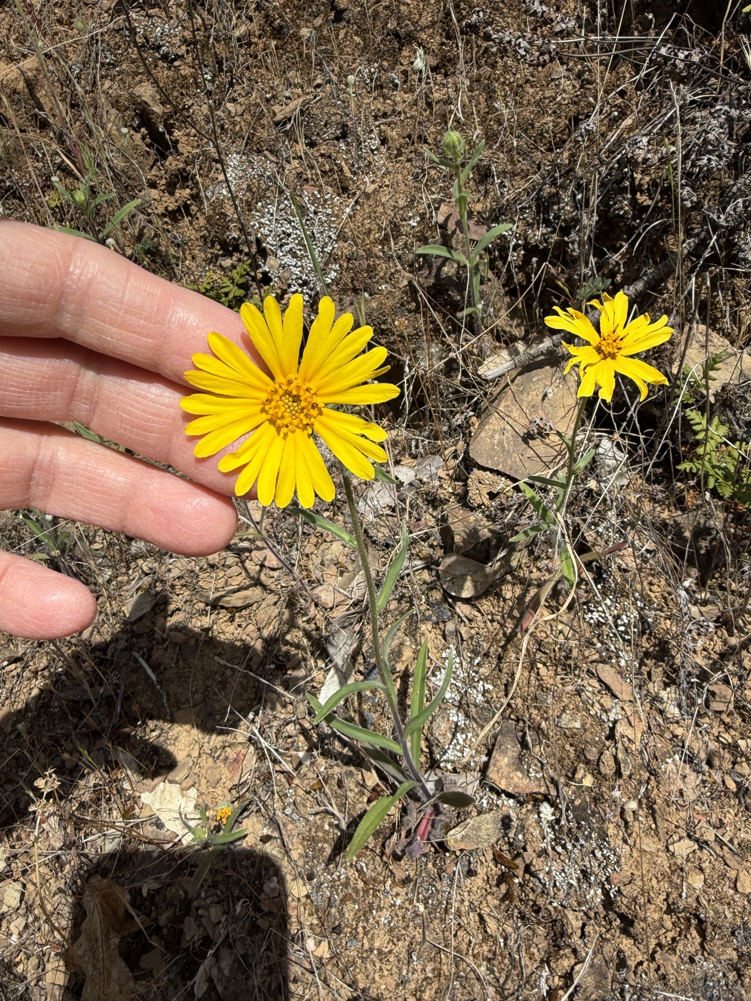 Common Madia (Madia elegans)