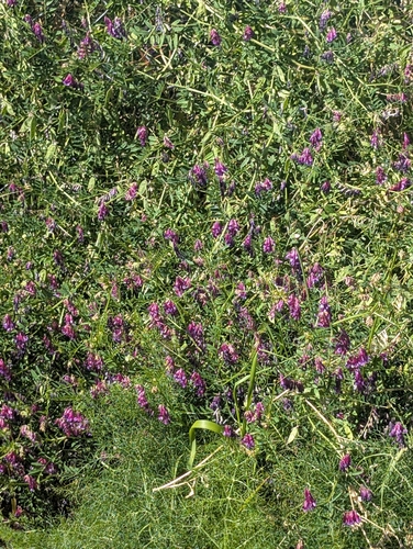 hairy vetch
