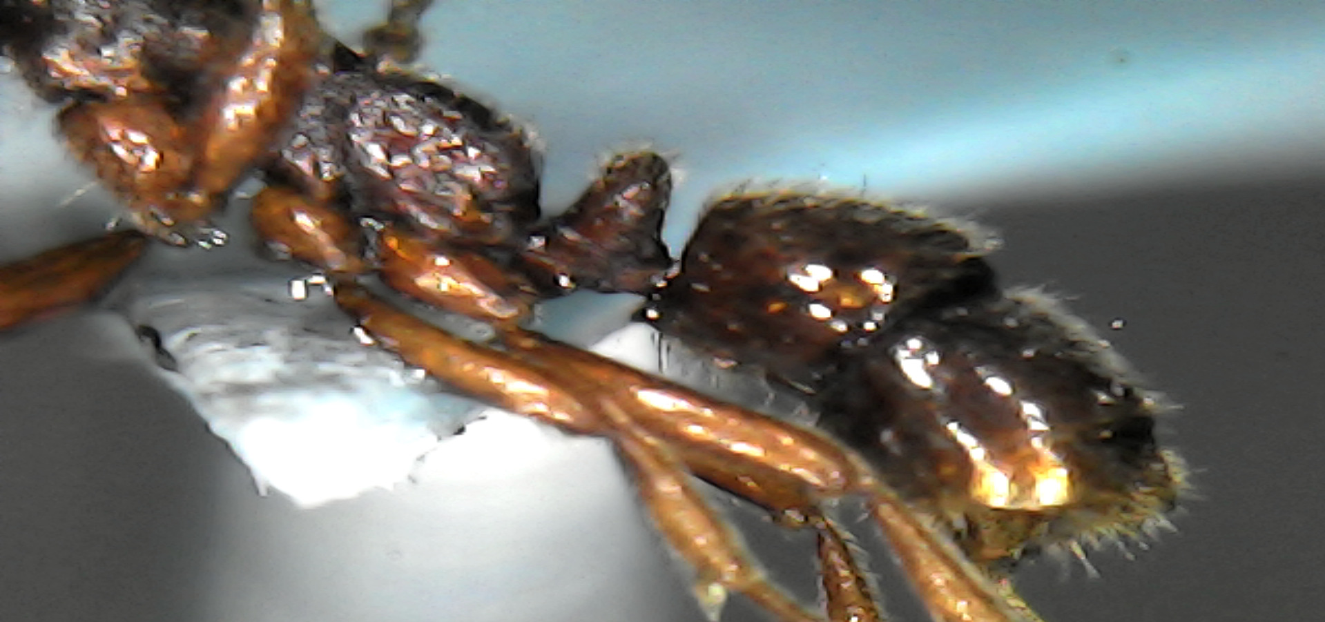 Simopelta pergandei