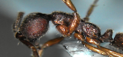 Simopelta pergandeiSimopelta pergandei