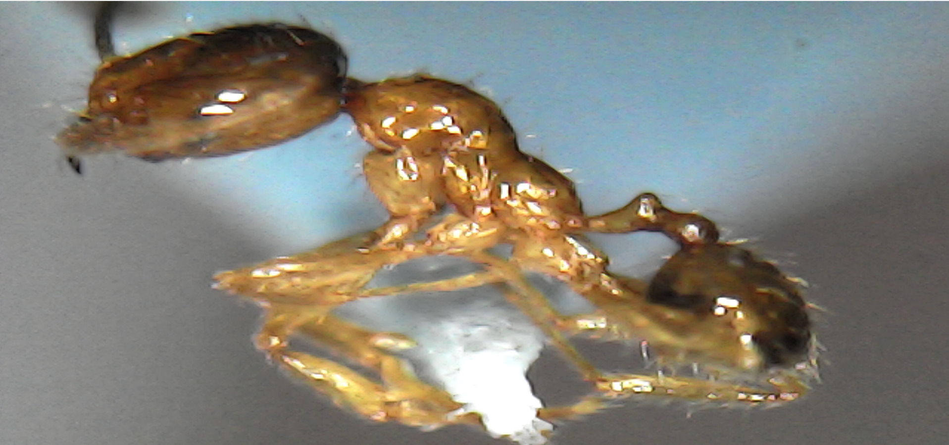 Pheidole melastomae