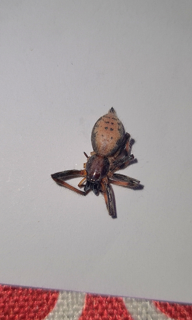 Teudis bicornutus
