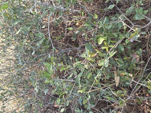 Cassytha pergracilis iNat (1)