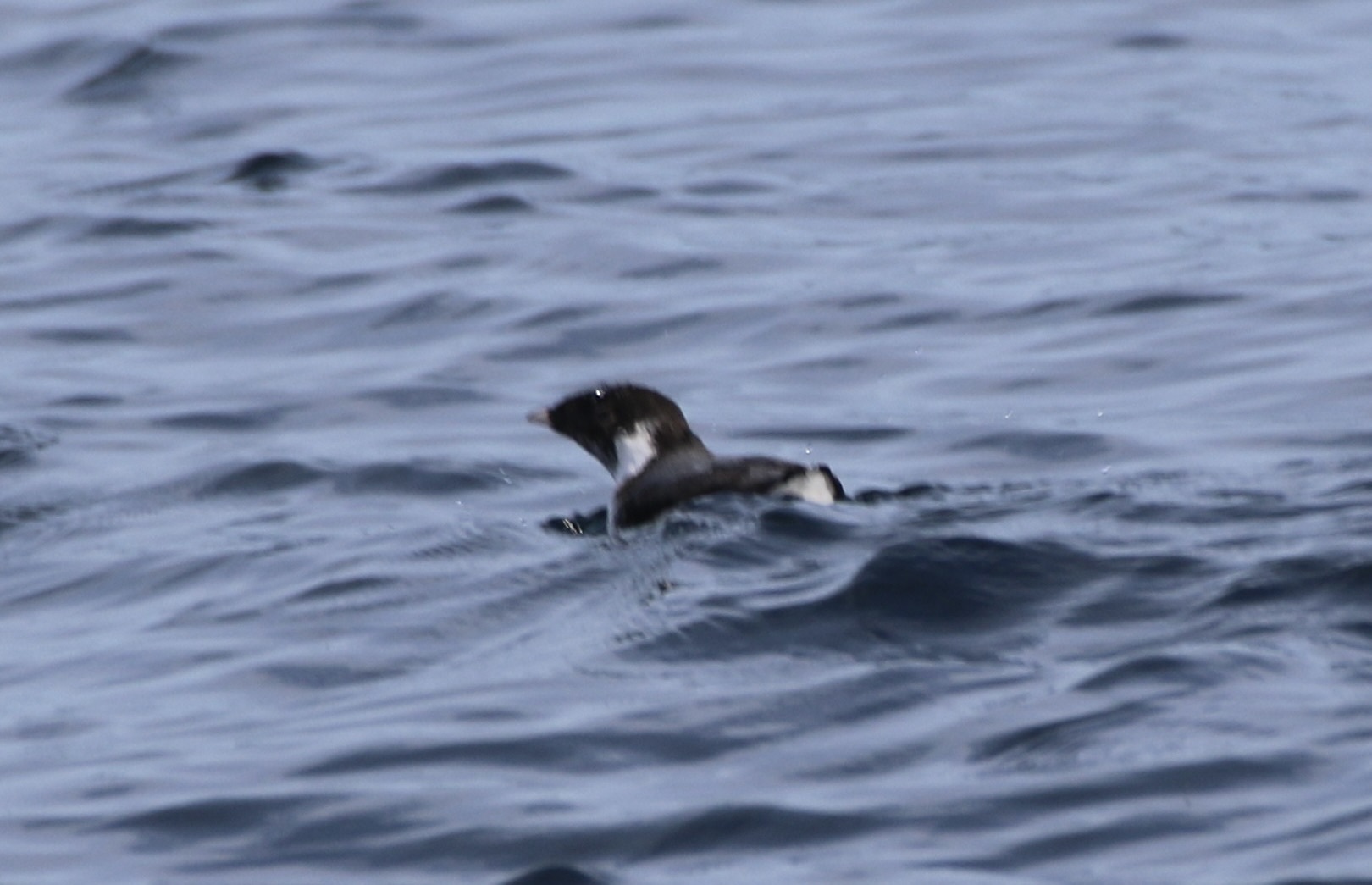 Ancient Murrelet (Synthliboramphus antiquus), photo 8