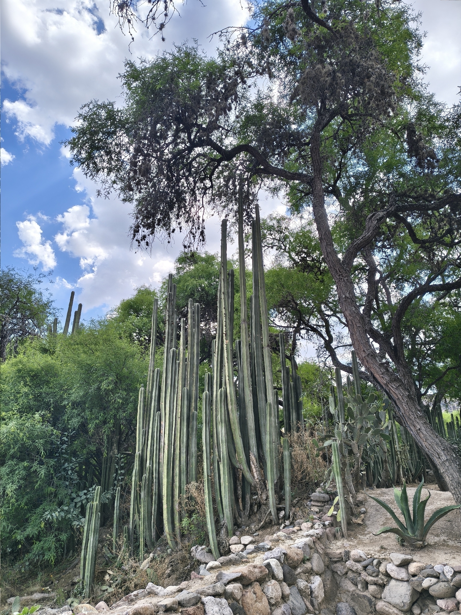 Mexican Fence-Post Cactus (Lophocereus marginatus)
