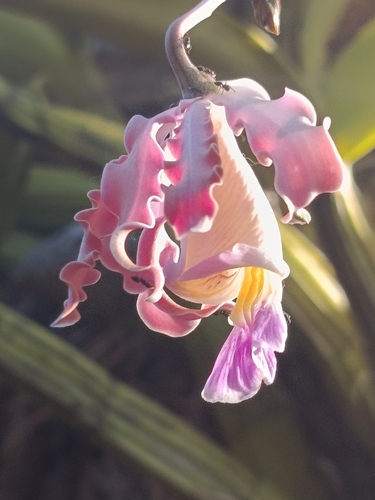 Dancing Ladies (Myrmecophila tibicinis)