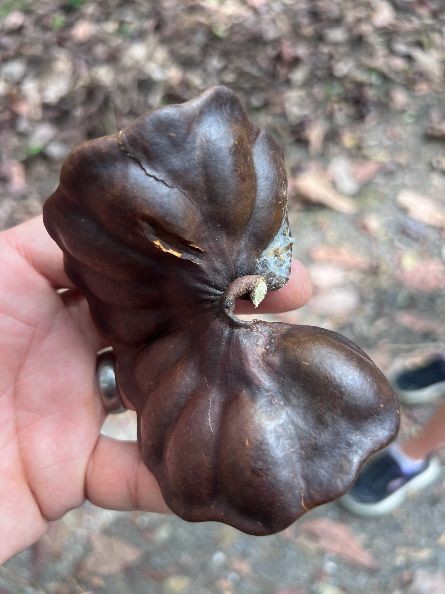 Monkeysoap (Enterolobium cyclocarpum)