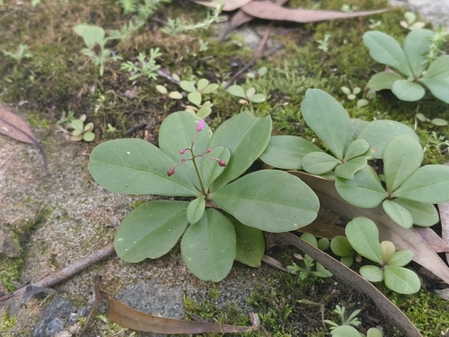 Jewels of Opar (Talinum paniculatum)