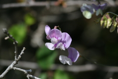 Lathyrus nevadensis